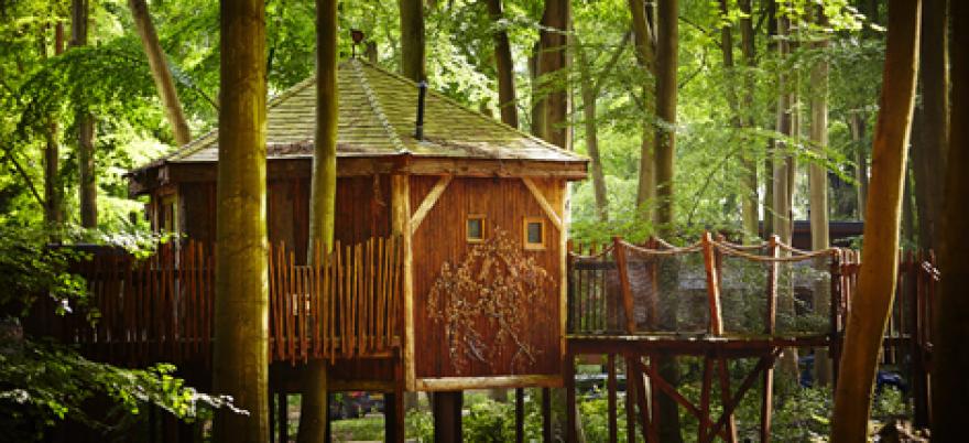Golden Oak Treehouse