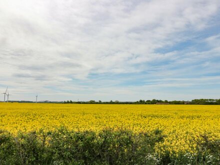 Meadow View