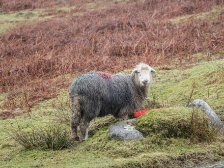 Howgill Lodge