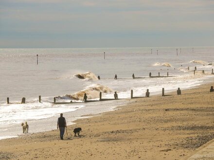 Driftwood