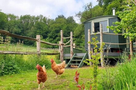 REALLY luxurious new shepherd's hut, overlooking our alpacas!