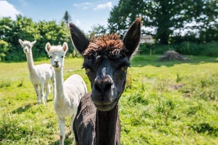 Squirrels Drey - sleeps 5 - Under Thatched Roof with Indoor Pool, Sauna, Spa Access & Alpacas