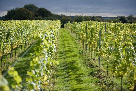 Grooms Cottage - Countryside Cottage near one of the top restaurants in Kent!