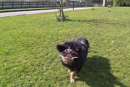 BEAUTIFUL FARM STAY AT THE SADDLERY CHESHIRE