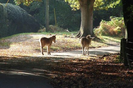 Luxury Cottage | New Forest | Family Friendly | Dog Friendly