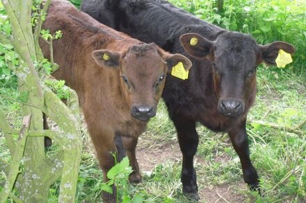 The Old Dairy, luxury Barn ideally situated to explore rural Nottinghamshire