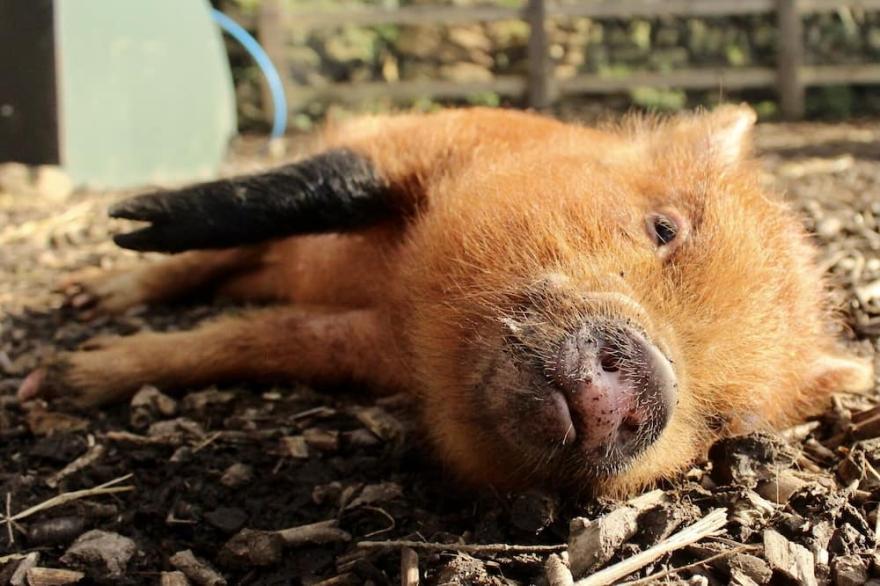 2 Bed, Dog Friendly Cottage, on Bodmin Moor, Cornwall, Old Barn Cottage