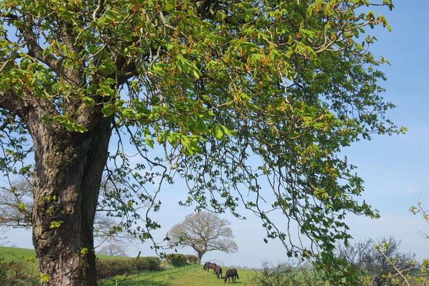 BRIDLEWAY COTTAGE, romantic, with open fire in Tatham