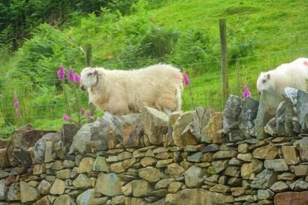 TYN LLWYN, pet friendly, character holiday cottage in Llanelltyd