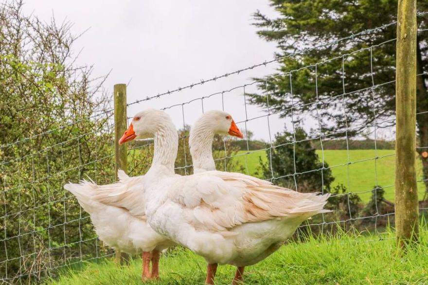 MARTIN COTTAGE, pet friendly, with a garden in Ilfracombe