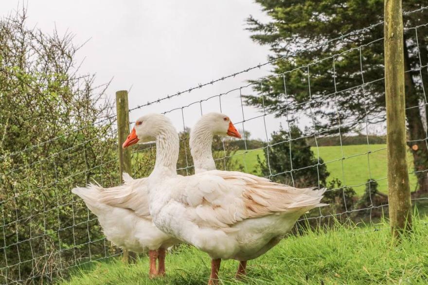 WREN COTTAGE, pet friendly, character holiday cottage in Ilfracombe