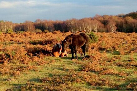 Beautiful Elegant New Forest Town Getaway: Wifi, Terrace, Netflix, Parking