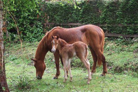 Stunning Cottage | New Forest | Family Friendly