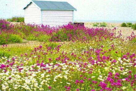 Idyllic coastal cottage with private beach hut - Sea Rose Cottage