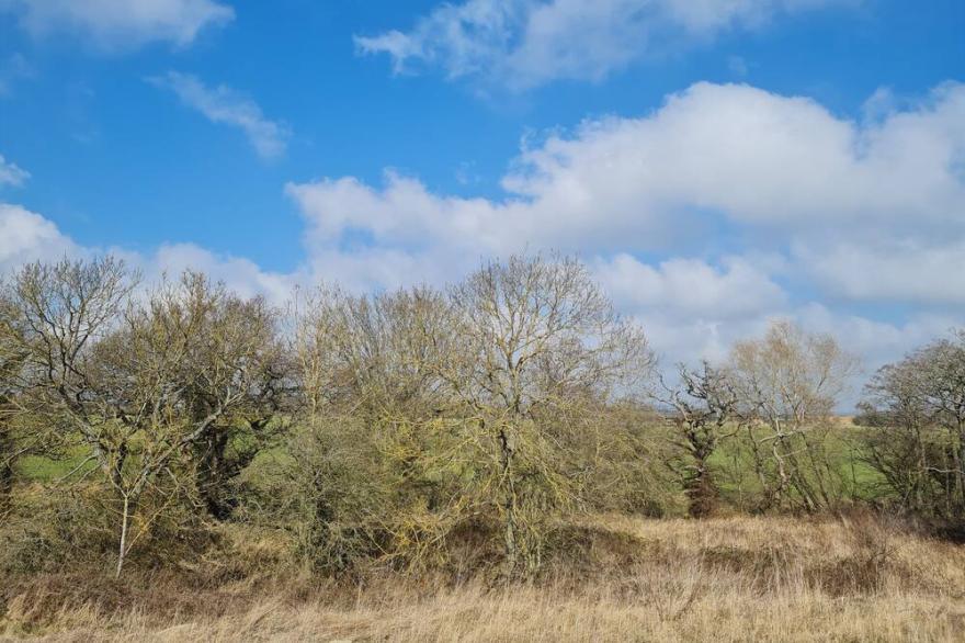 OLIVES PLACE, pet friendly, with hot tub in Felton