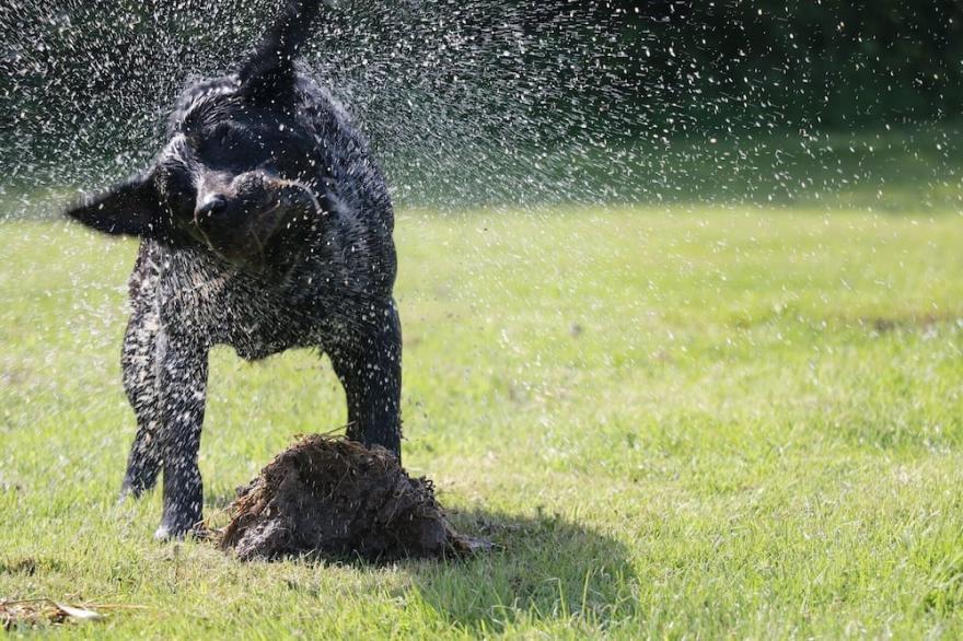 Grange Farm Park - CHESTNUT COTTAGE - Sleeps 6 Dog friendly