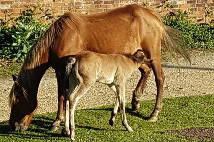 Rose Cottage in the heart of the New Forest, dogs welcome, EV point, sleeps 6