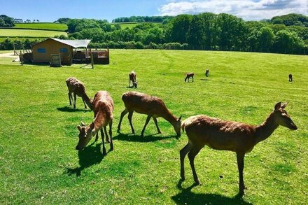 Luxury Safari Lodge surrounded by deer!! 'Roe'