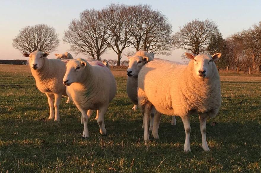 SPARROW BARN, pet friendly in Reepham, Norwich