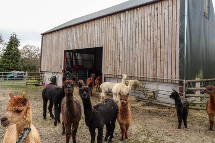 COLOMENDY ALPACA FARM - FARM HOUSE, family friendly in Northop Hall