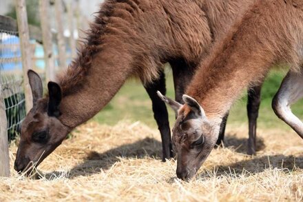 Farm stay amongst friendly llamas