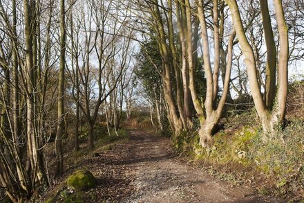 Pheasants Nye privacy but not isolated  on Peckforton hills