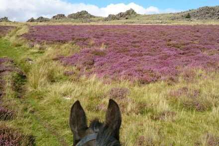 Escape to the Hills - stay on a tranquil Preseli smallholding