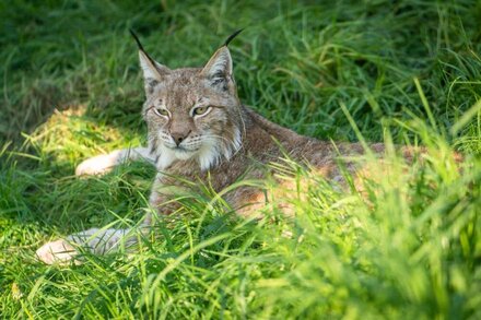 Lynx Lodge - Exotic Animal Sanctuary