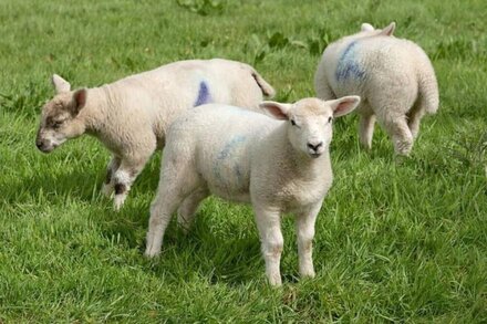 The Steading at Pitmeadow Farm