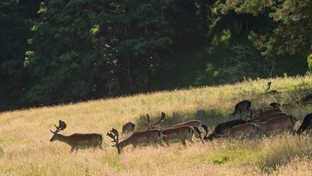 Dinefwr Deer Lodge